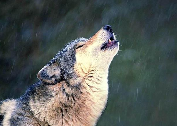 救了只狐狸 狐狸执意要报恩