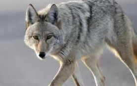 儿子救了只狐狸，狐狸执意要报恩，第二天却咬死男孩父亲