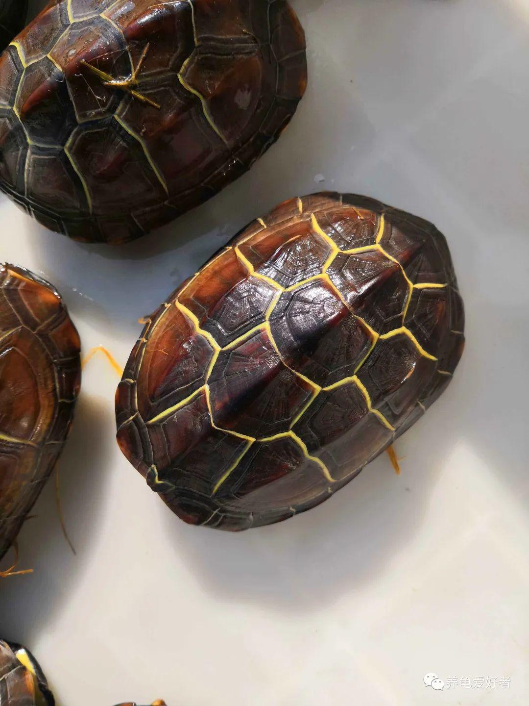 如何养乌龟小常识