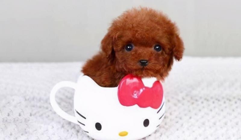 茶杯犬多少钱一只5w（附：茶杯犬1元一只）