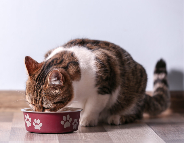 猫咪感冒吃什么药(猫咪感冒吃什么药最好)