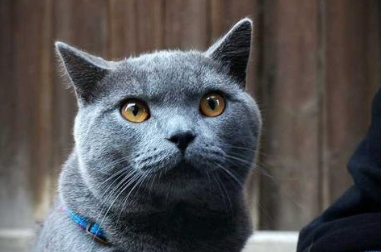传闻英短活不过五岁真吗（附：饲养英短猫一定要注意的几个方法）