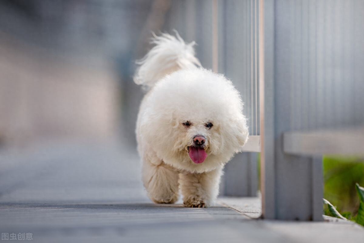 为什么比熊不能养公（附：不建议养"公比熊"的原因）