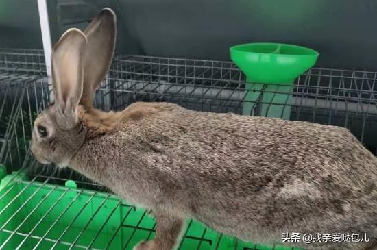 摸兔子哪里它比较舒服（详解：男朋友摸小兔子细节描写）