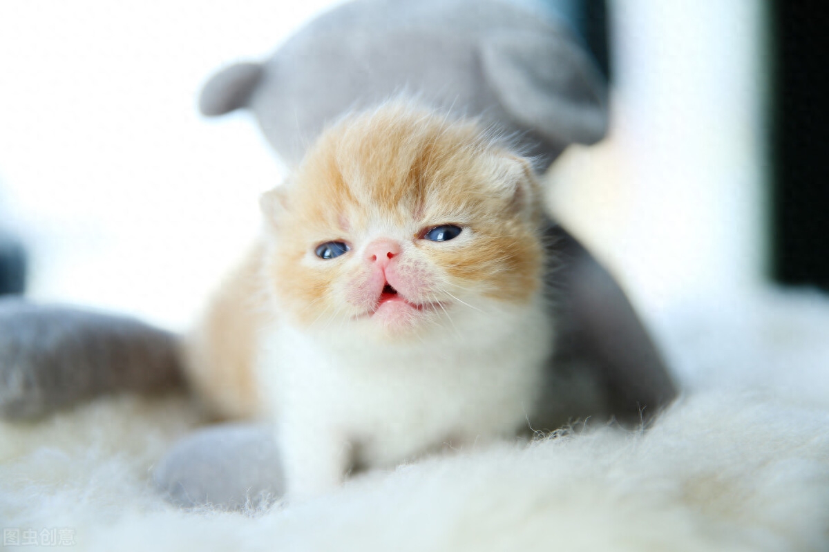 2个月小猫一顿吃15粒猫粮行吗（教你喂养和训练两个月的小奶猫）