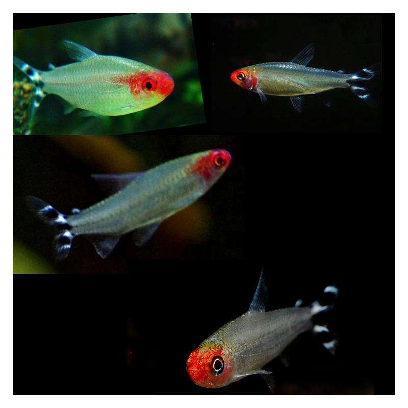 草缸十大首选鱼虾混养的有哪些（草缸点缀推荐蜜蜂角螺和彩蛋螺）