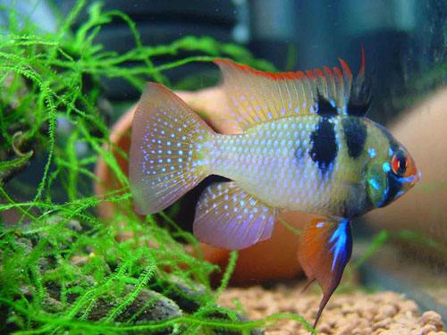 草缸十大首选鱼虾混养的有哪些（草缸点缀推荐蜜蜂角螺和彩蛋螺）