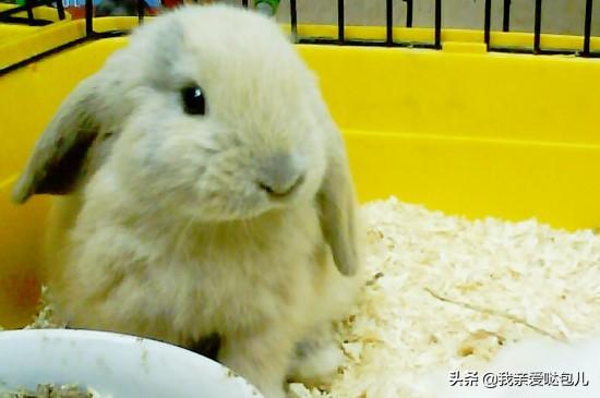 摸兔子哪里它比较舒服（详解：男朋友摸小兔子细节描写）