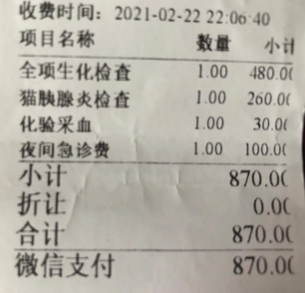 猫咪肠胃炎好转的迹象有哪些（猫咪得了肠胃炎怎么办及猫肠胃炎症状表现）