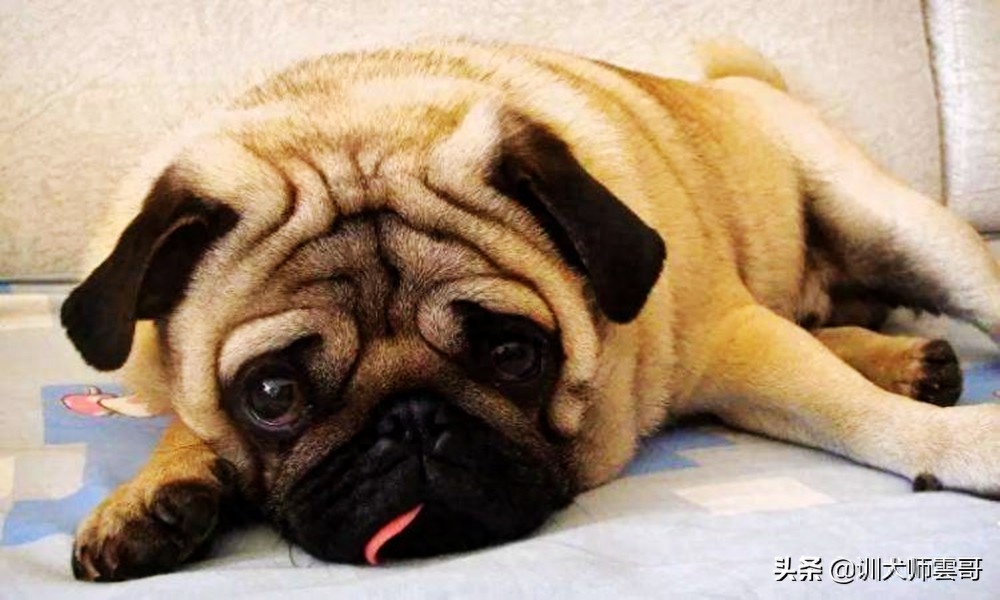 适合作为宠物犬的10大小型犬有哪些（附：小型犬品种大全）