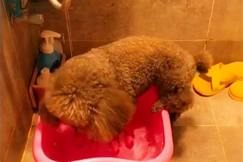 狗的生活特征和生活方式（详解：狗的特征属性是什么）