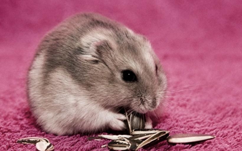 仓鼠多久洗一次澡（注意：仓鼠每周洗一次即可）