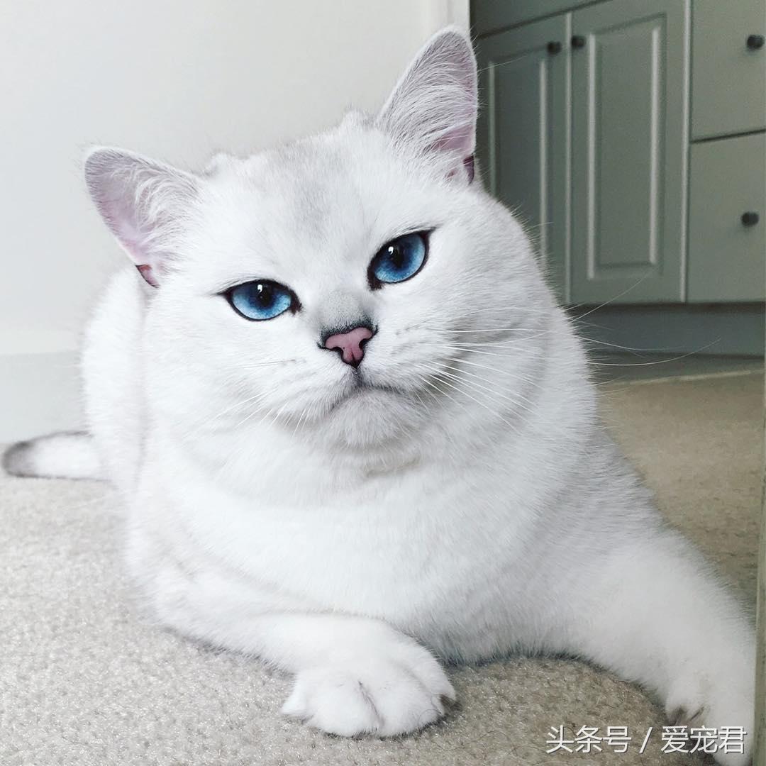 猫咪上完猫砂爬床不脏吗（猫咪上完猫砂如何清洁毛发干净）