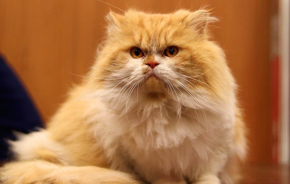 波斯猫怎么养好呢（带你了解养波斯猫的缺点）