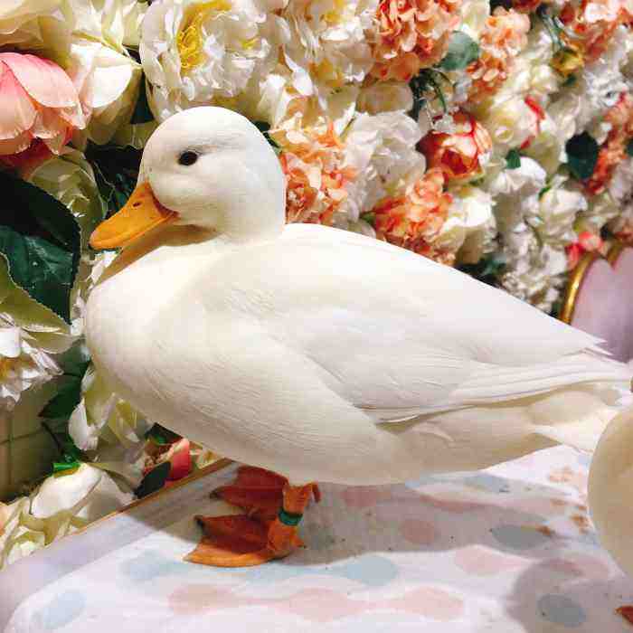 可达鸭幼崽价格最高可达上万一只（2024年养一只活可达鸭多少钱）