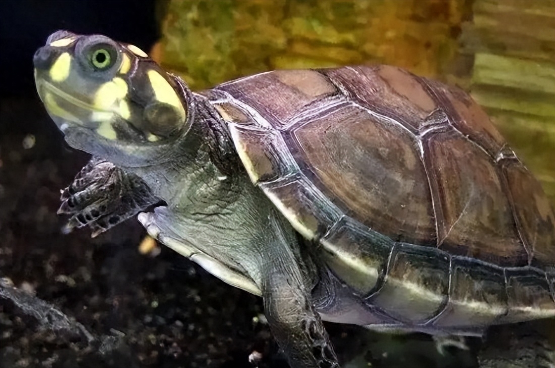 10大智商最高的龟都有哪些（附：最有灵性的龟排名）