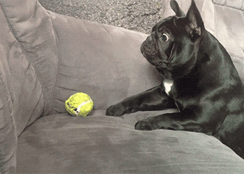 阿富汗猎犬多少钱一只（附：10万元以上的狗）