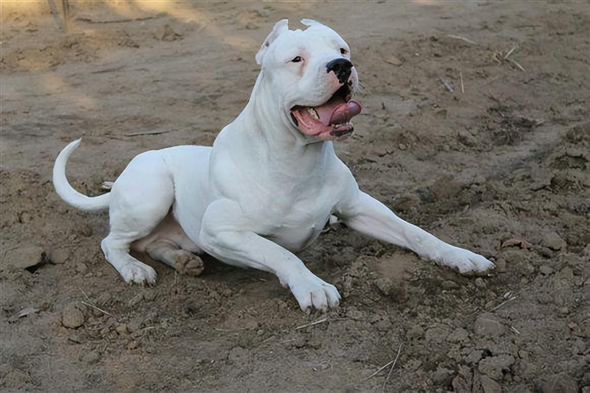 六种打架最厉害的狗（会打架的狗品种有哪些）