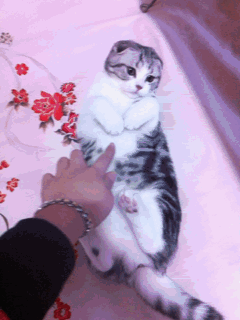 一只奶牛猫幼崽约20-200元（长毛黑白奶牛猫多少钱一只）