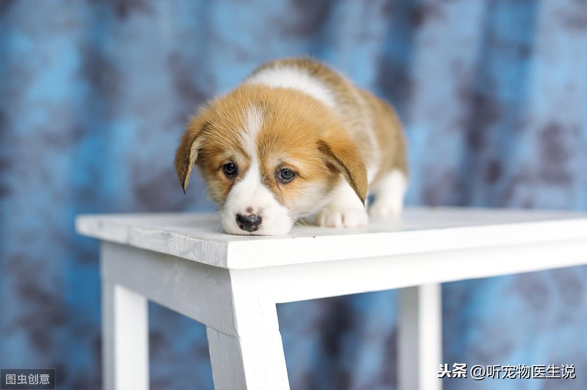 狗狗头部受损5大征兆（狗狗脑部神经受损表现能自行恢复吗）