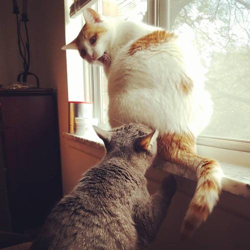 养公猫省心还是母猫省心好呢（公猫和母猫谁最忠诚）