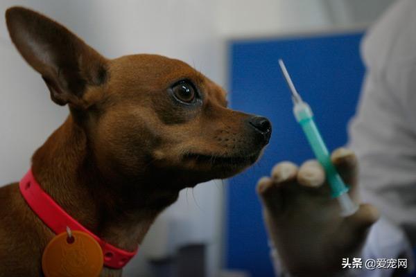 10天观察法可以排除狂犬病吗