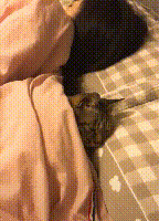 猫和人一起睡的危害(猫和人一起睡有危害吗)