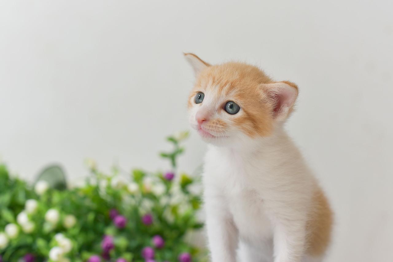 刚出生猫咪假死和真死的区别