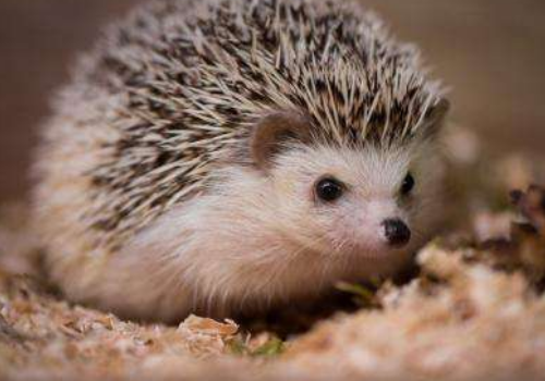 有刺猬进宅的风水说法吗