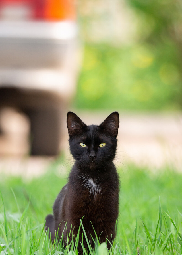黑猫就是玄猫吗(黑猫与玄猫的区别)