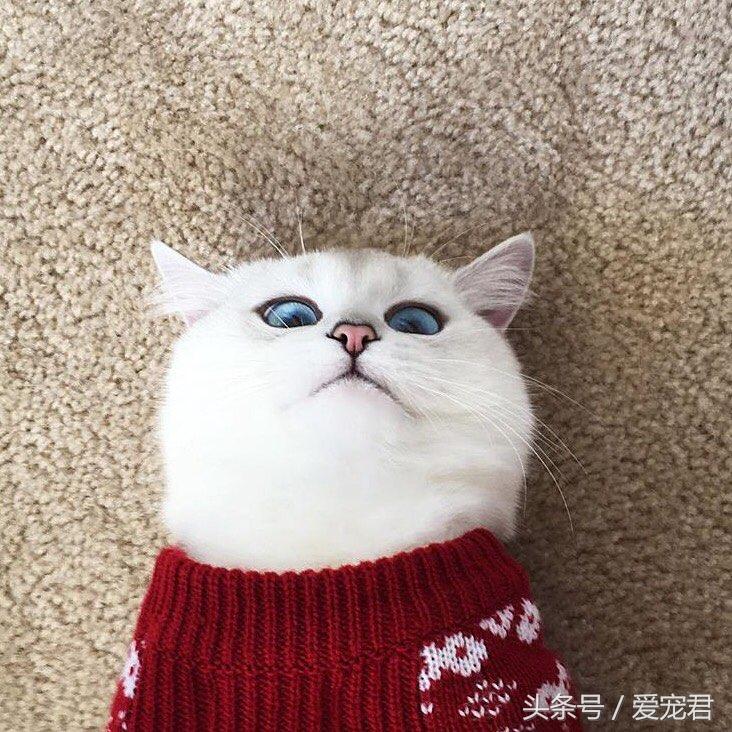 猫咪上完猫砂爬床不脏吗（猫咪上完猫砂如何清洁毛发干净）