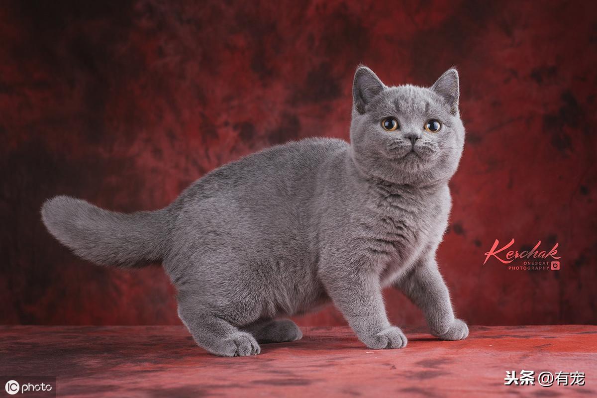 蓝猫难养吗（给新铲屎官养蓝猫的10大忠告）