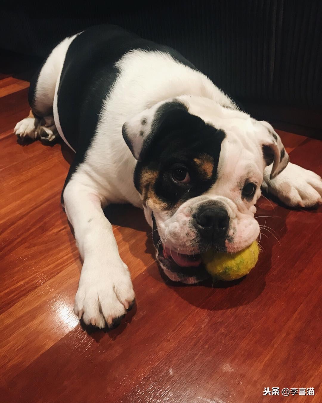 适合家养的干净宠物推荐（好养不麻烦的宠物有哪些）