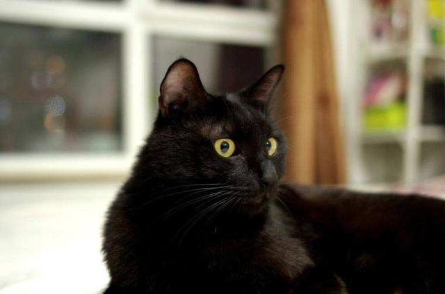 黑猫就是玄猫吗(黑猫与玄猫的区别)
