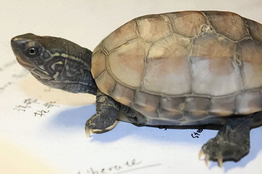 10大智商最高的龟都有哪些（附：最有灵性的龟排名）