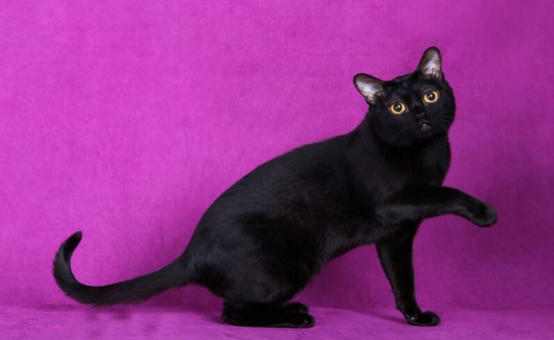 一只奶牛猫幼崽约20-200元（长毛黑白奶牛猫多少钱一只）