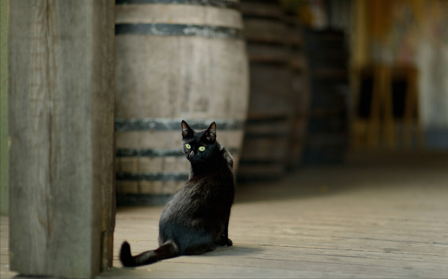 黑猫就是玄猫吗(黑猫与玄猫的区别)