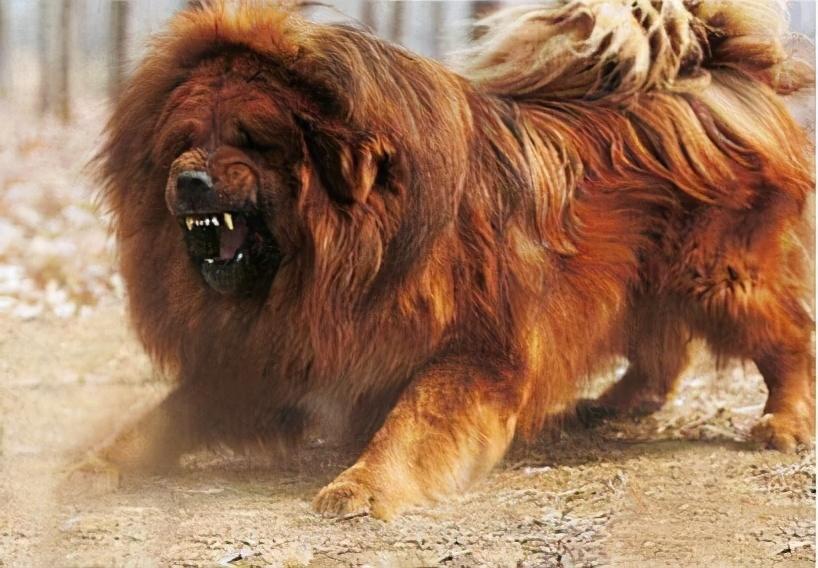 你知道阿根廷杜高犬也是性犬吗（附：世界上最凶残的7种烈性犬）