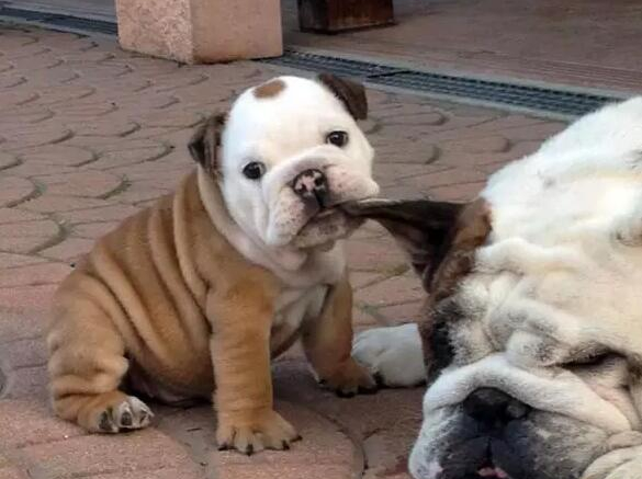 不养“英国斗牛犬”的人不知道的好处（斗牛犬图片）