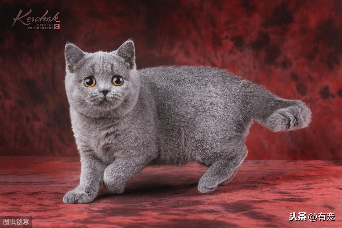 蓝猫难养吗（给新铲屎官养蓝猫的10大忠告）