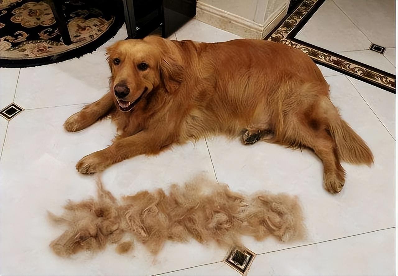 六种打架最厉害的狗（会打架的狗品种有哪些）