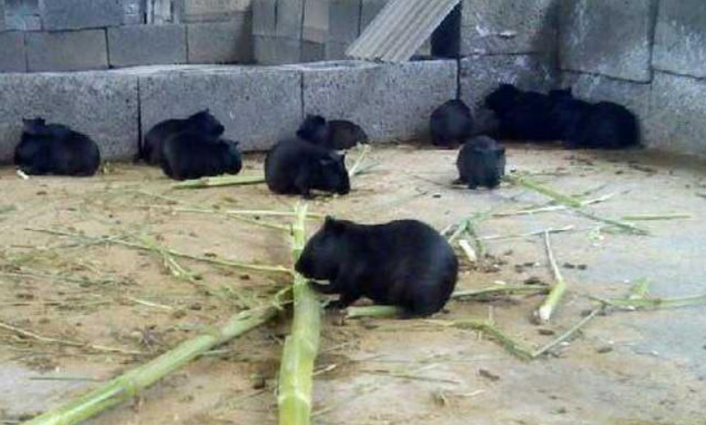 荷兰猪谁养谁后悔