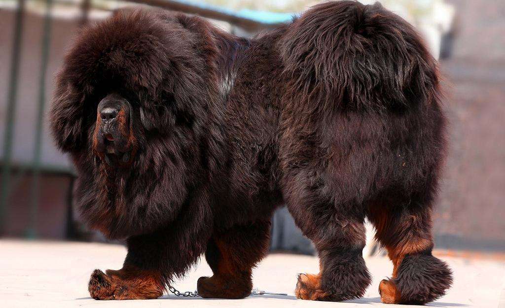 六种打架最厉害的狗（会打架的狗品种有哪些）