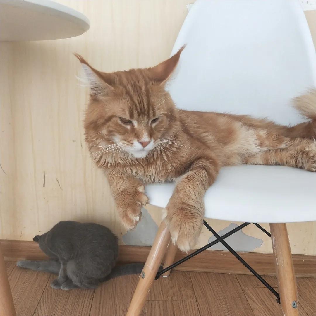 为何自从养了猫运气就一直不好（附：猫的灵性有多厉害要看养猫人的福报）