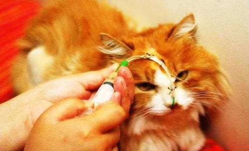 30天的小猫可以送人吗（附：不要随把猫送人它们会很伤心的）