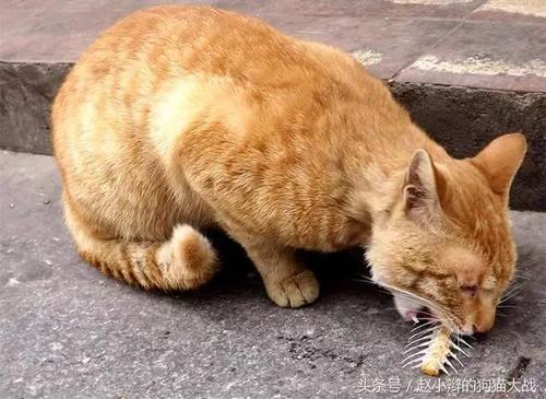 猫吃骨头会不会卡住 幼猫吃骨头卡住了的症状