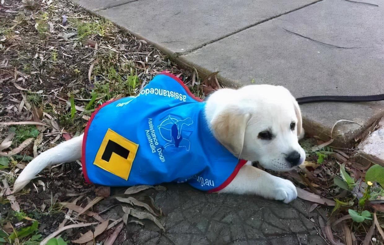 狗养多久才对人有感情（狗狗基本上到4~6个月就会认主人）