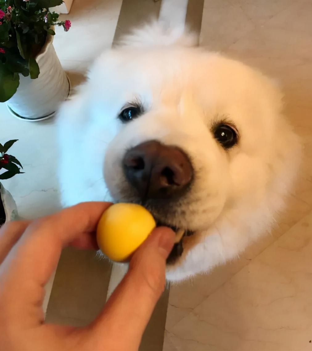 狗养多久才对人有感情（狗狗基本上到4~6个月就会认主人）