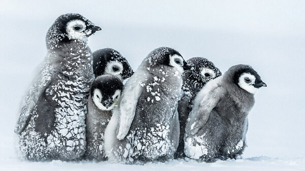 企鹅究竟是哺乳动物还是两栖动物（附：切是哺乳还是卵生的）