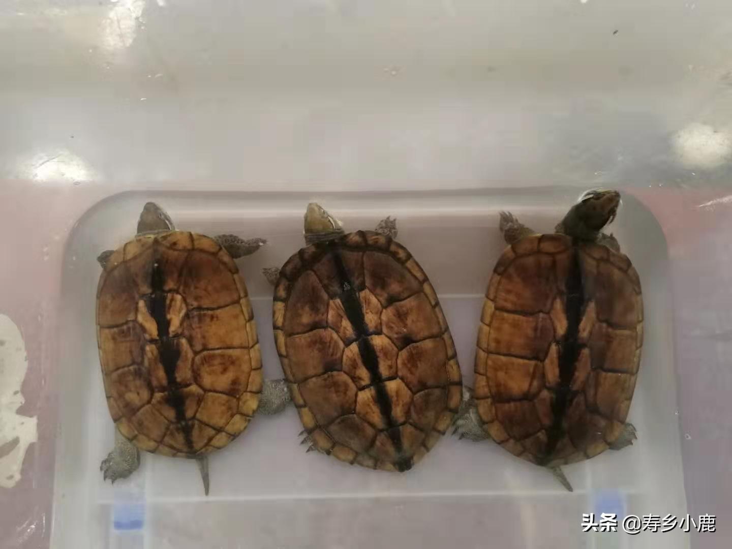 石龟怎么养才好（详解：石龟喂养注意事项）